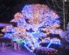 10 modi per decorare gli alberi da esterno per Natale con le luci