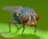 Zanzare vs. moscerini della frutta: come individuare le differenze
