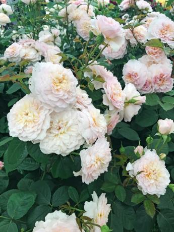 Róże to najbardziej instagramowy kwiat 2019 roku