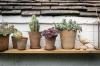 Tuinieren in containers - 7 stappen om planten, groenten, kruiden en meer in potten te kweken