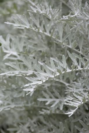 Artemisia za mediteranski vrt