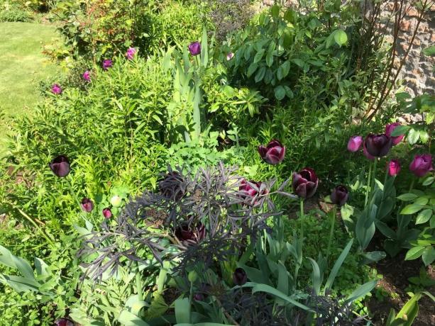 Idee formali per piantare giardini di colore scuro