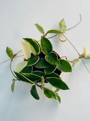 Hoya Carnosa care " Krimson Queen" Wax Plant