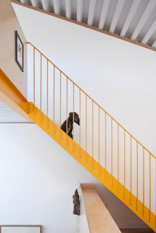 Црни пас седи на жутим степеницама у индустријском стилу