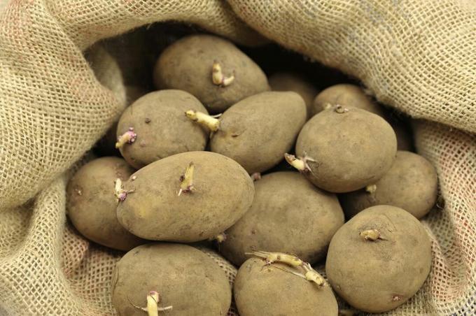 ekim için patates tohumu