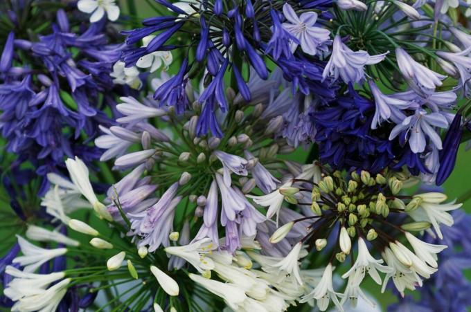 Valkoisia ja violetteja agapanthus-kukkia