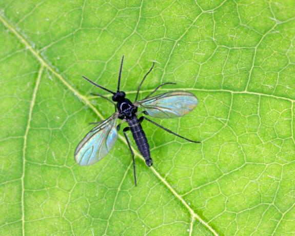 Грибной комар на листе