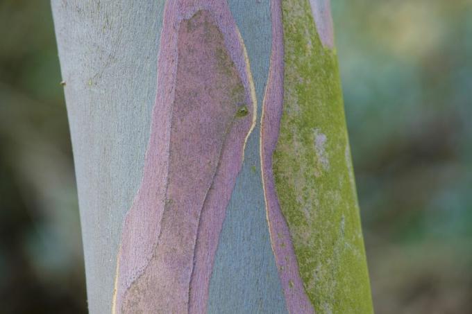 rośliny zimowe eukaliptus pauciflora