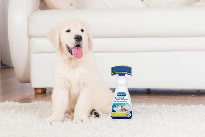 cómo limpiar una casa con mascotas y eliminar el olor de las mascotas