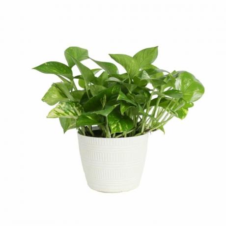 Una pianta di pothos in un vaso bianco