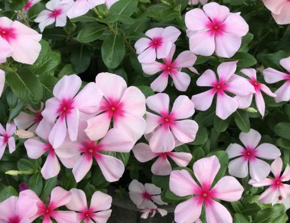 A rózsaszín Periwinkles virágok könnyen termeszthetők