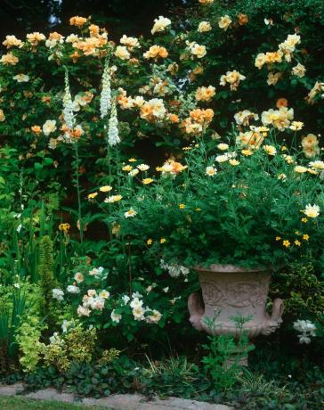 rosor i en trädgård