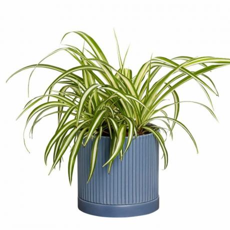 Een spinplant in een blauwe pot