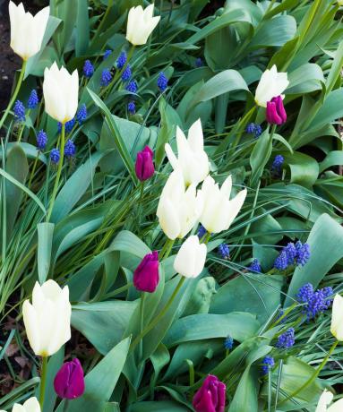 Cibule tulipánů na jaře, tulipány v zahradě