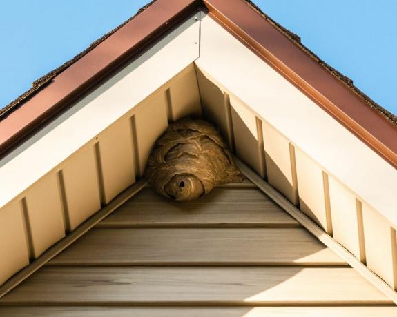 hoe zich te ontdoen van wespen - wespennest op dakranden van huis - getty