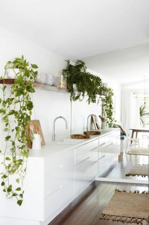Белая кухня с комнатными растениями