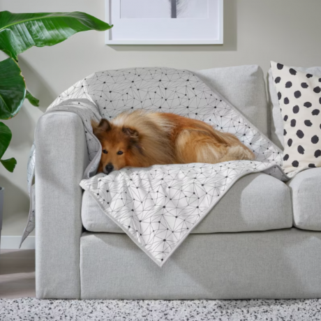 Suns, kas guļ uz segas uz dīvāna