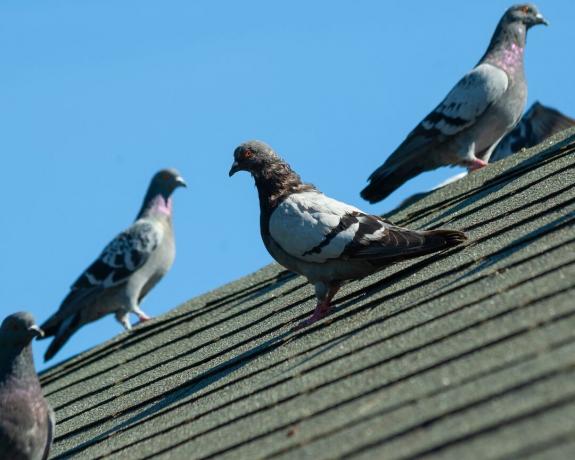 An einem sonnigen Nachmittag sitzt ein kleiner Schwarm grauer Tauben auf dem Dach
