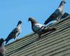 Как избавиться от голубей на балконе или террасе