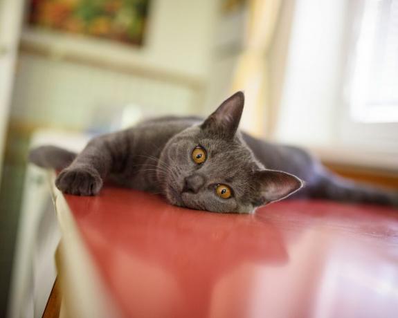 Een grijze Britse korthaar kat liggend op het aanrecht