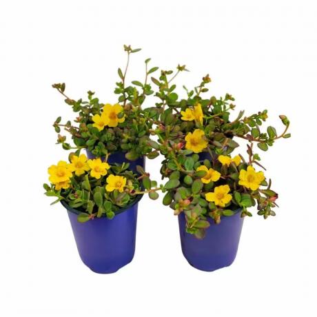 Rumeno cvetoča rastlina portulak v posodah