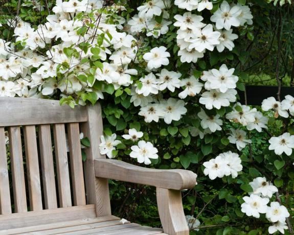 clématite blanche par banc de jardin en bois
