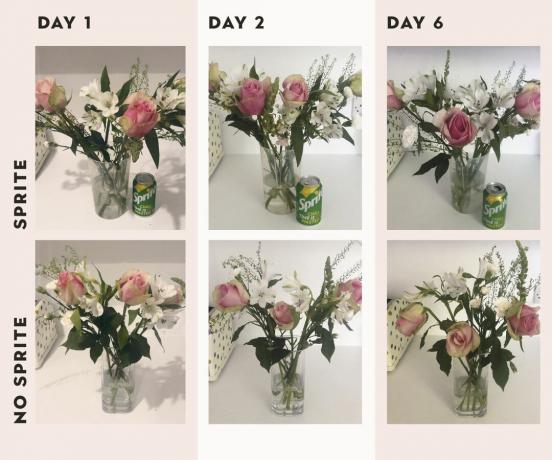 stadia van verse bloemen met en zonder limonade