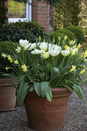 bulbos de flores de narcisos e tulipas plantadas em um recipiente