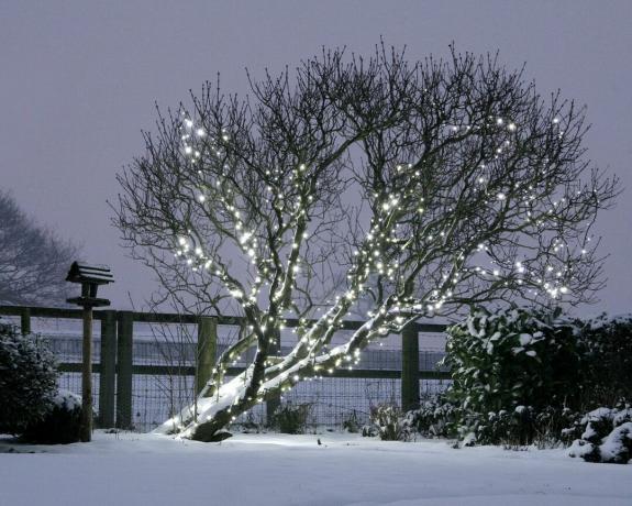 Kışın büyük bir ağaçta soğuk beyaz dize ışıkları