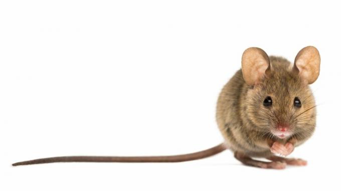 miten päästä eroon tuholaisista - hiiren valkoinen tausta