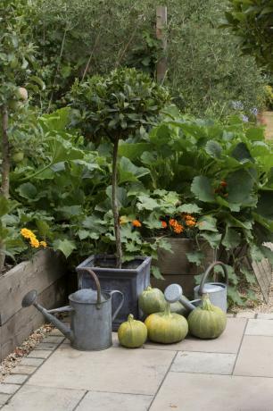 Ekologiczne warzywa ogrodnicze w podniesionych grządkach
