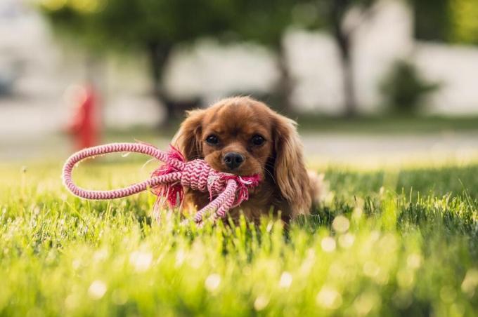 Pes v této trávě s hračkou