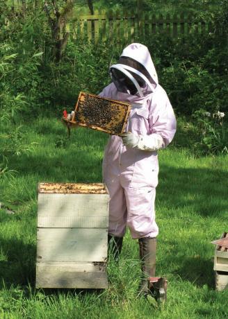 Mehiläishoitaja