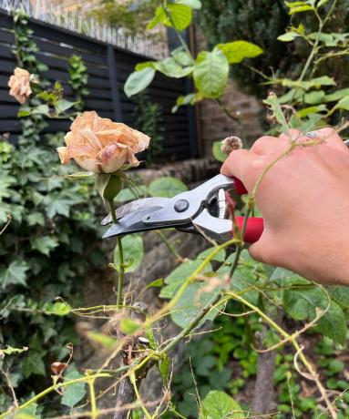 Använder sekatör till döda rosor på sommaren