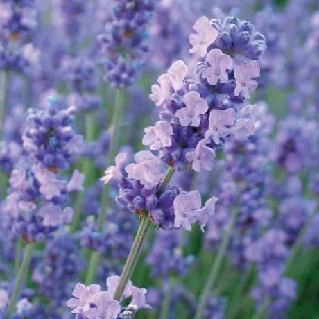 ボーダーラベンダーに最適な香りのよい園芸植物「メリッサライラック」