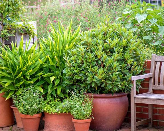 vasos de plantas para jardinagem em vasos de terracota