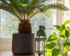 5 razloga zašto vaša sago palma postaje žuta, prema stručnjacima za biljke