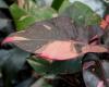 Vaaleanpunainen filodendroniprinsessa ottaa Instagramin haltuunsa