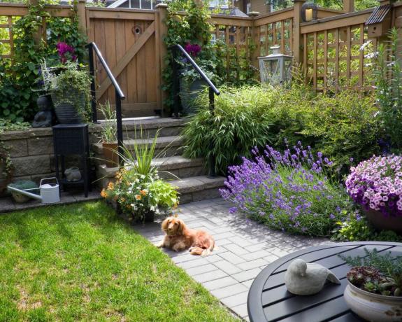 Een kleine tuin met gazon, lavendel en houten poort