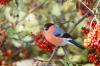 Mata trädgårdsfåglar - Monty Dons tips om hur man matar trädgårdsfåglar