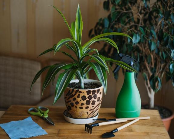 Roślina domowa Dracaena fragrans na stole