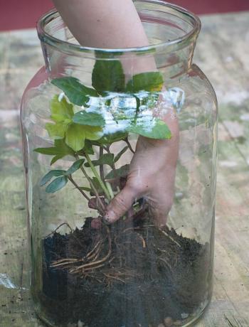 Trinn fire for hvordan du lager et terrarium: plant opp de større plantene dine