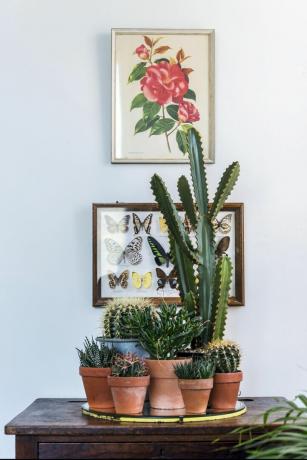 Stor kaktus står framför vintage botaniska tryck