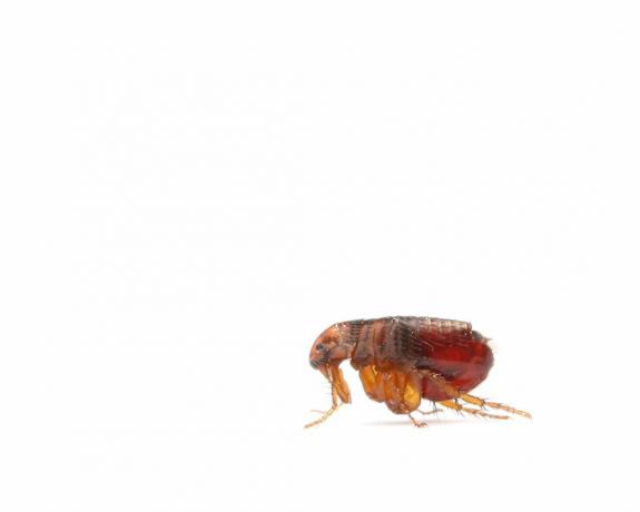 cómo deshacerse de las pulgas - una pulga de cerca - GettyImages-483804251