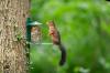 Kako preprečiti vevericam izkopavanje čebulic
