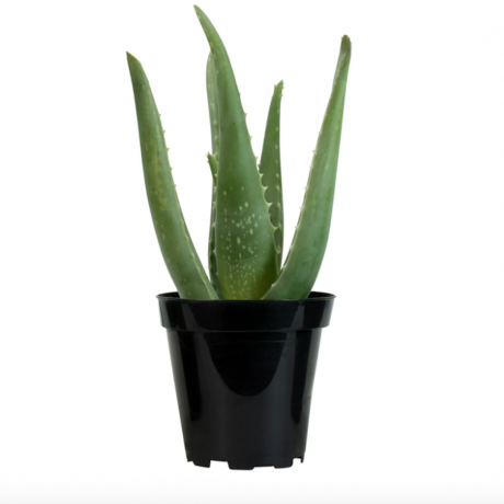 Elemento Aloe Vera Succulente 