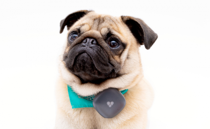 Findster Duo+ არის დიდი აქტივობის მონიტორი კატებისა და ძაღლებისთვის