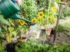 Come proteggere il tuo giardino da un'ondata di caldo