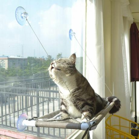 okoń w oknie dla kota