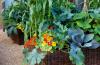 Jardinería orgánica: cómo crear un jardín orgánico exitoso